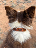 Custom Leather Dog Collar